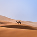 Lone Camel