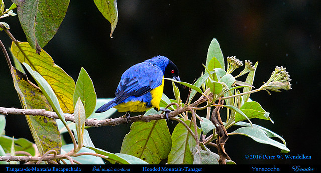 HOODED MOUNTAIN-TANAGER Buthraupis montana in the Yanacocha Reserve in Northwestern ECUADOR. Mountain-Tanager Photo by Peter Wendelken.