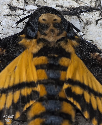 death’sheadhawkmoth halloween macromondays skull acherontiaatropos moth butterfly thesilenceofthelambs rare coloured colours nature natural hues