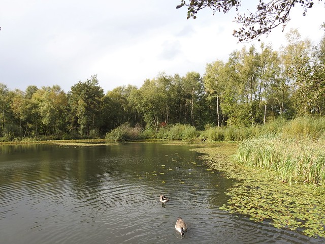 Mere Sands Wood Nature Reserve near Rufford, Lancashire
