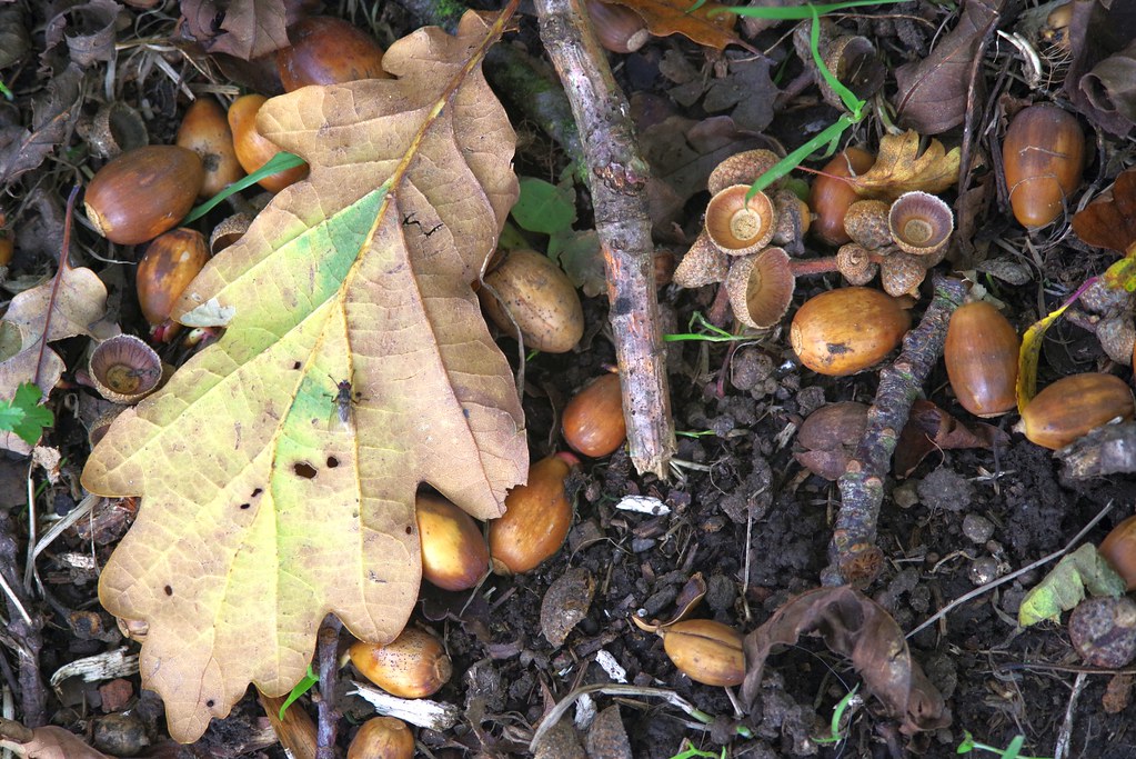 Oak leaf and acorns
