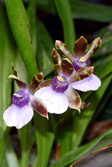Zygopetalum maxillare species orchid