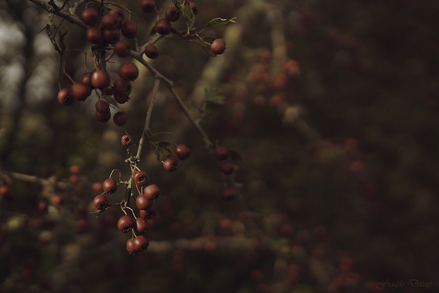 On the motionless branches of some trees, autumn berries hung like clusters of coral beads.