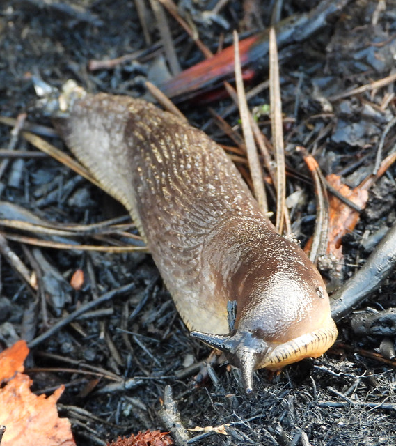 Black Slug on scorched earth, Thursley Common.