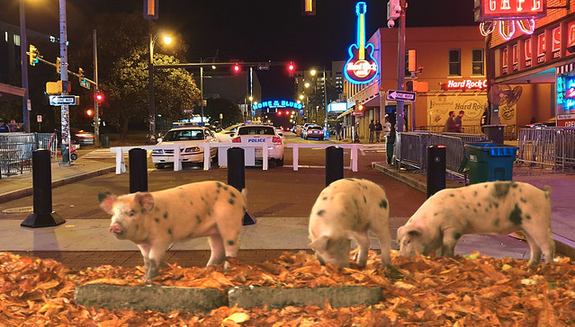 Three little pigs in Beale St.