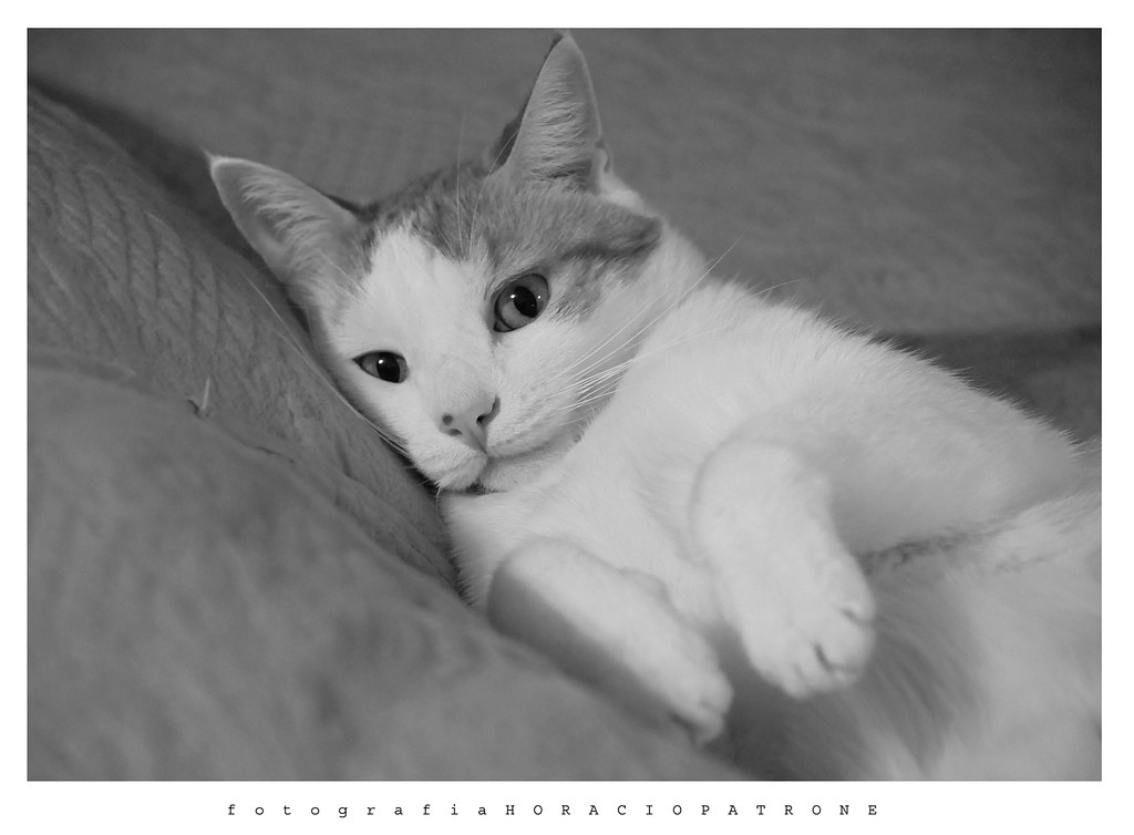 -HOMENAJE al ultimo adios de mi querido y amado gato BUCHY . 11 años . dead 30 / 10 / 2020 .11 AM..the last goodbye of my dear and beloved cat BUCHY. Forever in my heart