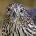 Flickr photo 'Cooper's Hawk (Accipiter cooperii)' by: Mary Keim.