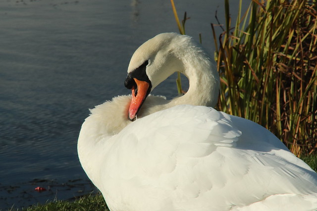 Mute Swan in the November Sunshine