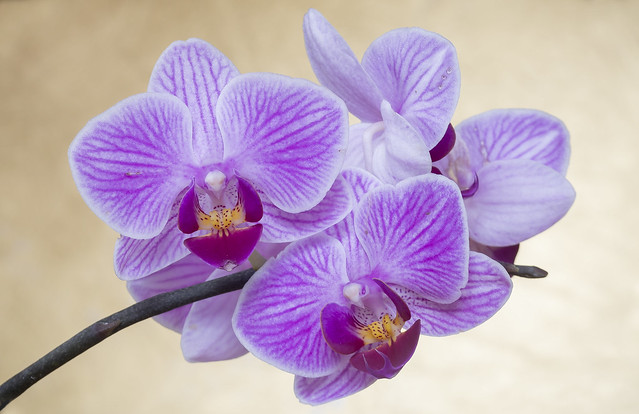 Orkide'