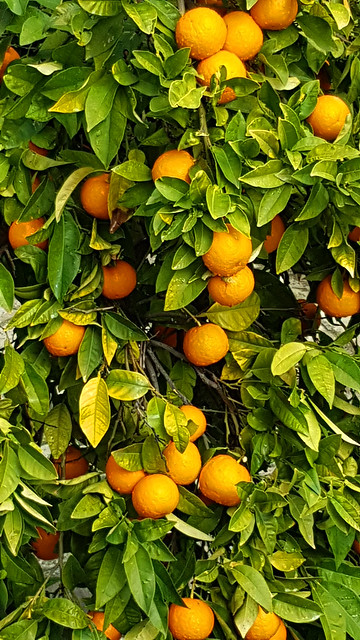 Cyprus - Orange tree
