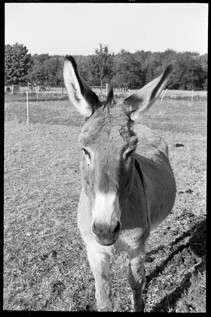 Donkey