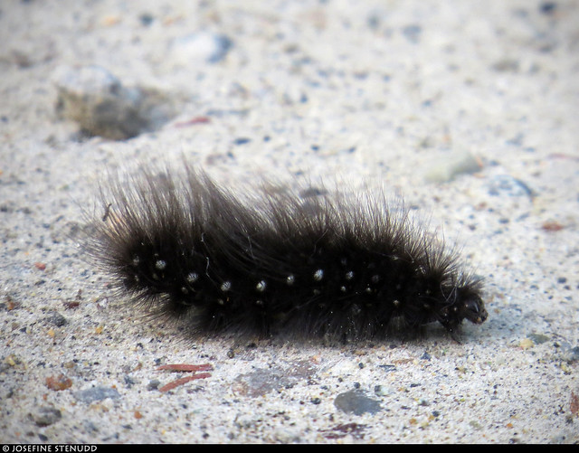 20180628_08 Hairy black caterpillar near Dawson City, Yukon, Canada