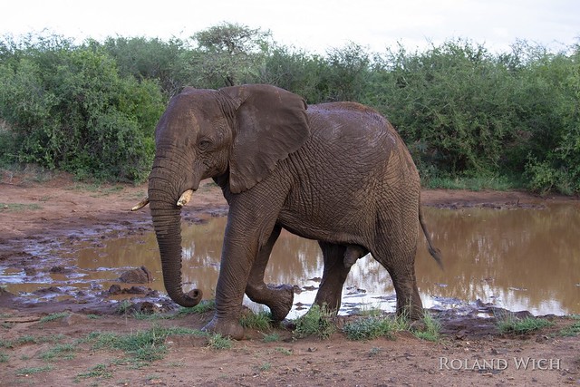Madikwe Game Reserve - Elephant
