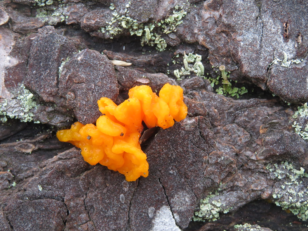 Fungus and lichen