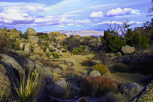 cactus grass colorful desert palmdesert rocks clouds sand sunset red blue green gold sky landscape california