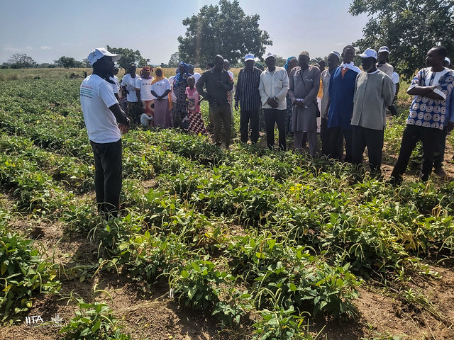 Cowpea demonstration fields in koulikoro