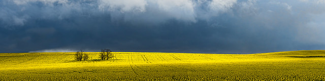 Storm approaching the Canola Fields