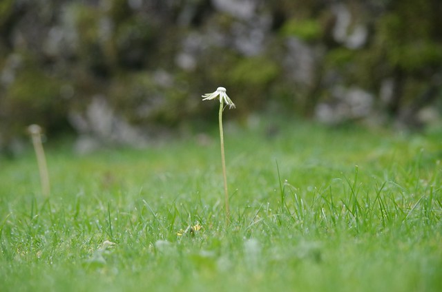 The lonely dandelion