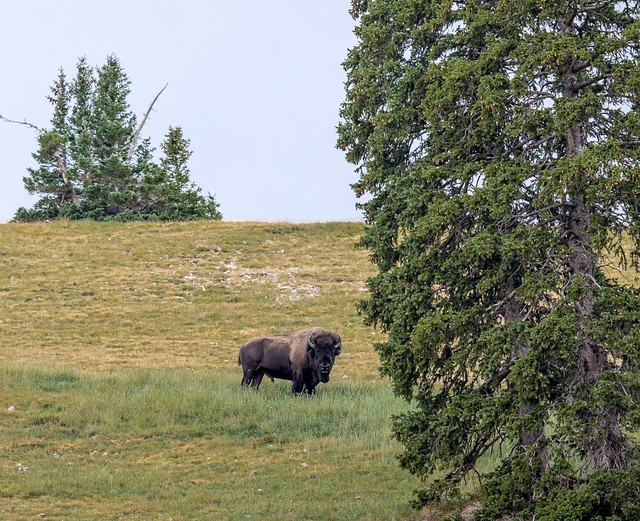 Bison in Utah's Henry Mountains