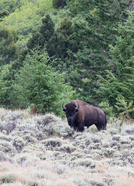Bison in Utah's Henry Mountains
