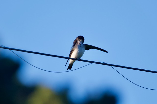 Chilean swallow in Puerto Varas, Los Lagos, Chile.
