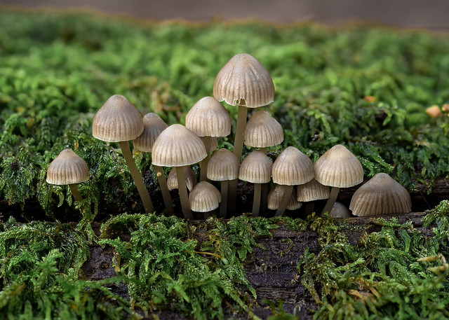 Bonnet Mushrooms, Cadman's Pool, New Forest, Hampshire, UK