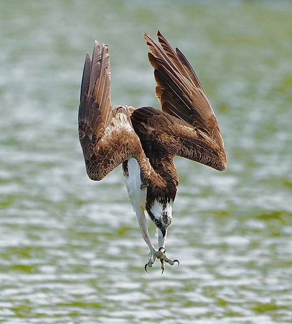 Osprey on the hunt