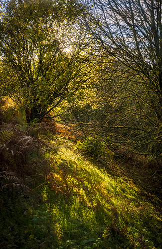 2020 autumn blue branches britain clydemuirshielregionalpark countryside europe fall green landscape lochwinnoch morning renfrewshire scotland sunriselight tree trees uk unitedkingdom