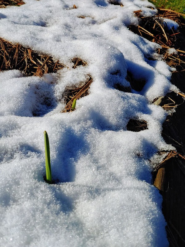 Garlic growing through the snow