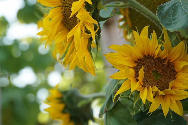 September sunflowers