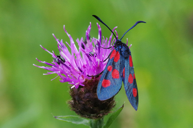 IMGP4807c Five-spot Burnet Moth, Woodwalton Marsh, June 2020