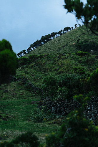 animal azores azzorre açores countryside crop day detail europa europe evening fragment hill ilhadopico island landscape lowlight minoltamd100mm125 minoltamd100mmf25 minoltamd25100 mountain nature nopeople outside pico portugal primelens rural sonya6000 travel travelphotography tree twilight vacation dark natural