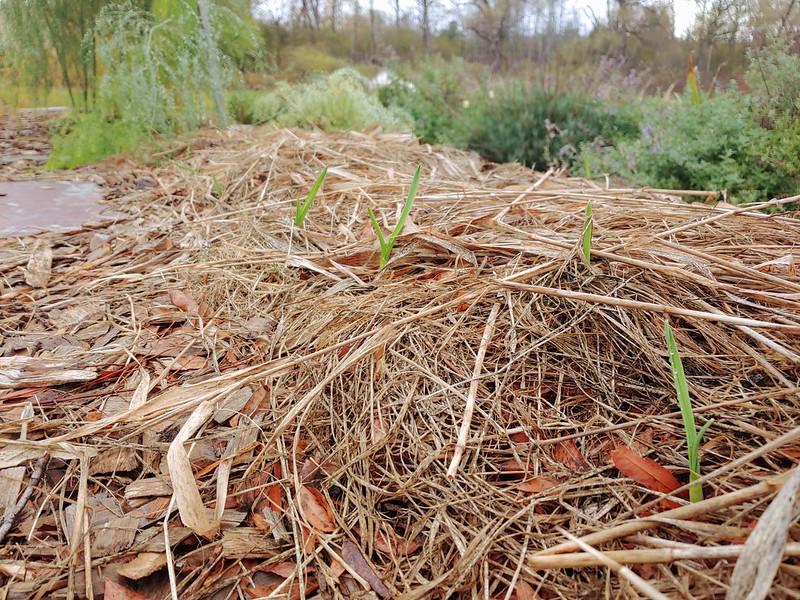 Fall-planted garlic making its appearance