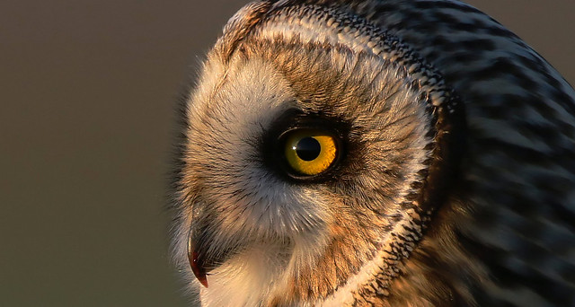 Owlbert's eye
