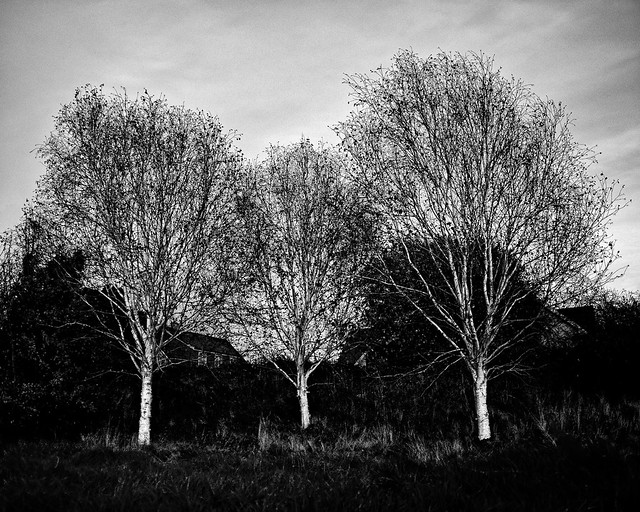 Three Birches reprised