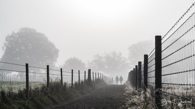 Dog walkers in the mist