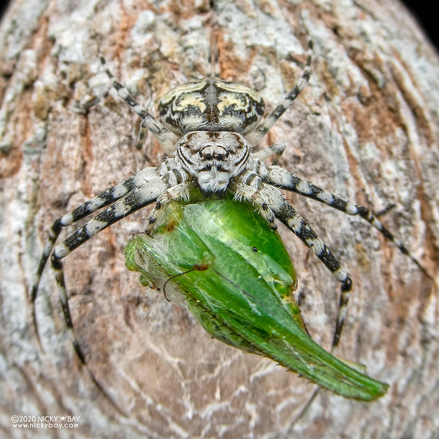 Two-tailed spider (Hersilia sp.) - DSC_8712
