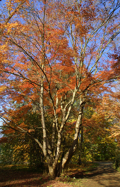 Ahorn, Fächer- / Japanese maple (Acer palmatum)