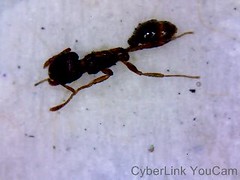 Nano Ant