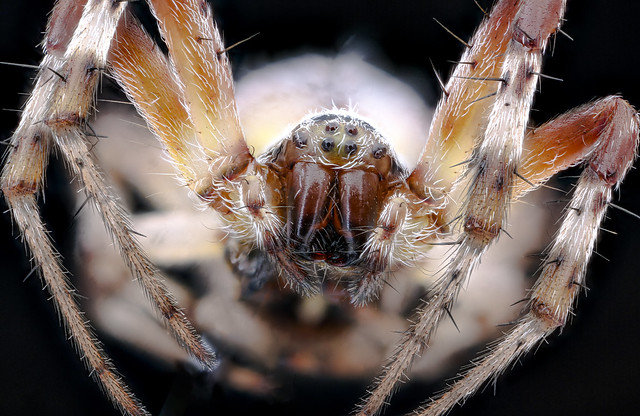 Cool spider, face_2020-08-17-18.57.06 ZS PMax UDR