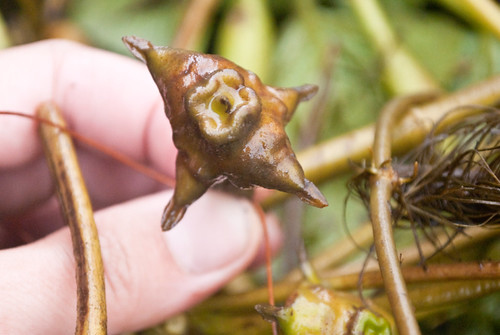 Invasive Plant Removal on Maryland's Sassafras River | by chesbayprogram