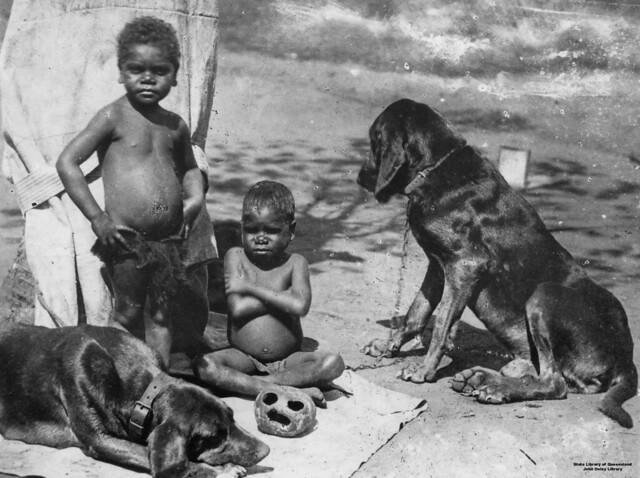 Boys with dogs, Cairns District, 1890s