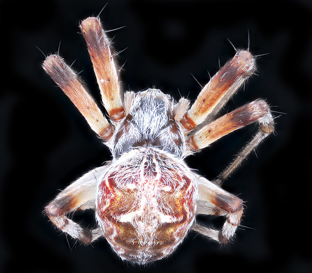 Cool spider, back_2020-08-17-19.05.00 ZS PMax UDR