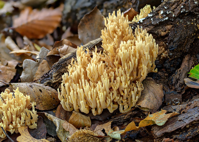 Coral Fungus, Ebernoe Common, West Sussex, UK