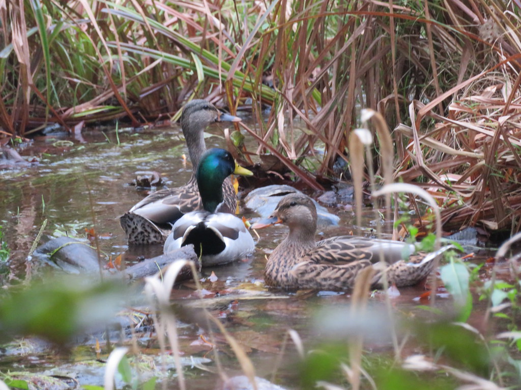 Ducks on the Puntledge River.