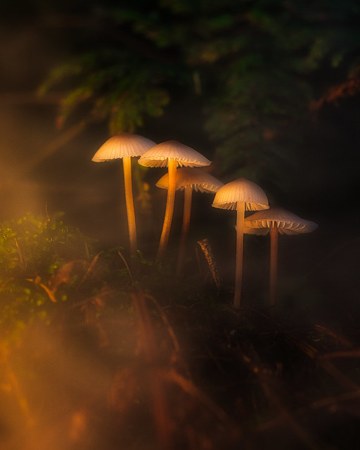 Mushroom, Light´n Fog