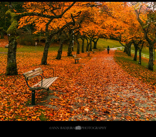 burnaby burnabymountain vancouver canada britishcolumbia bc explorebc fall autumn 604now miss604 24hrvancouver ctvphotos georgiastraight vancitybuzz insidevancouver iamcanadian colourfulvancouver canadianbeauty photonewsgallery pnw pacificnorthwest trees bench photography annbadjura colours nature person path