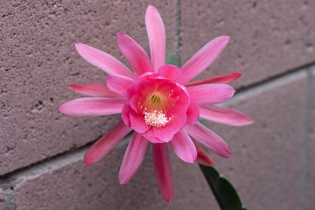 Our Fall Blooming Epiphyllum