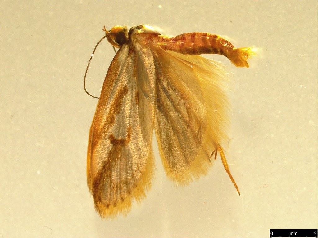3 - Philobota cretacea Meyrick, 1884