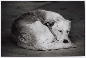 Grace Ruffner Elliot Erwitt | grace.ruffner.2022 | Flickr